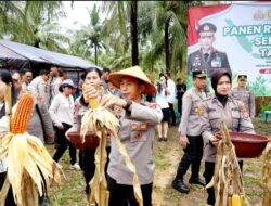 Wakapolda Sulut Pimpin Panen Raya Jagung, Bukti Nyata Dukungan Polri pada Ketahanan Pangan