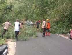 Cegah Pohon Tumbang, Polsek Remboken dan Instansi Terkait Lakukan Penebangan di Gunung Potong