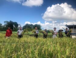 Panen Perdana di Lapas Tondano Buktikan Pembinaan Berbasis Kemandirian