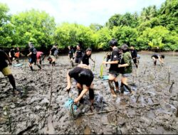Abrasi Mengancam Pulau, Komunitas Sang Alang Bergerak Tanam Mangrove di Likupang Timur