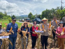 Kapolres Minahasa Turun ke Ladang, Panen Jagung Jadi Simbol Sinergi Jaga Ketahanan Pangan