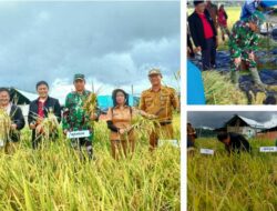 Sentuhan TNI di Bumi Minahasa, Dandim 1302/Minahasa Kawal Panen Raya, Perkuat Lumbung Pangan Lokal