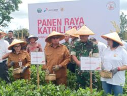 Panen Raya Katrili, Bupati dan Wakil Bupati Minahasa Genjot Ketahanan Pangan Lewat Kolaborasi Apik