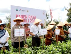 Panen Raya Katrili, Kolaborasi Minahasa Wujudkan Swasembada Pangan dan Energi