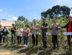 Panen Raya Jagung Nasional, Sinergi Pemerintah dan Polri Wujudkan Swasembada Pangan