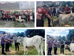 Bupati Minahasa Salurkan Hewan Kurban, Perkuat Toleransi dan Solidaritas Jelang Idul Adha