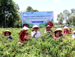 Bupati Minahasa Bersama Wabup dan Ketua TP PKK Hadiri Panen Raya Cabai, Dorong Ketahanan Pangan dan Kendali Inflasi