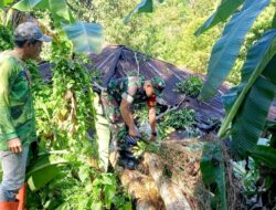 Sigap! Babinsa dan Warga Eris Bersatu Evakuasi Rumah Tertimpa Pohon