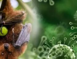 Waspada Virus Nipah! Disebut Menular dari Kelelawar, Wamenkes: Indonesia Tingkatkan Pengawasan di Bandara