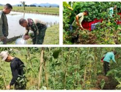 Aksi Nyata Ketahanan Pangan, Kodim 1302/Minahasa Terjunkan Kompi Produksi