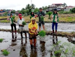 Babinsa Koramil 1302-01/Tondano, dan Petani Tanam Padi Varietas Superwin di Lahan 2 Hektar