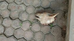 Aksi Teror Berlanjut, Rumah Orang Tua Pegiat Media Sosial Palti Hutabarat di Deli Serdang Dikirimi Paket Potongan Kepala Anjing