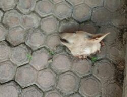 Aksi Teror Berlanjut, Rumah Orang Tua Pegiat Media Sosial Palti Hutabarat di Deli Serdang Dikirimi Paket Potongan Kepala Anjing